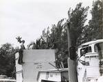 [1970/1990] Reticulated giraffe en route to Miami Metrozoo from Crandon Park Zoo
