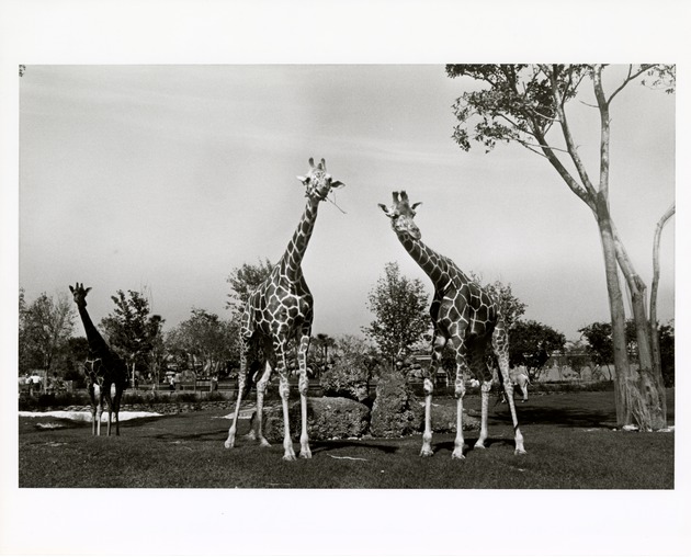 Reticulated giraffes repose in new enclosure at Miami Metrozoo