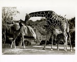 [1970/1990] Reticulated giraffe interacting with calves in habitat at Miami Metrozoo