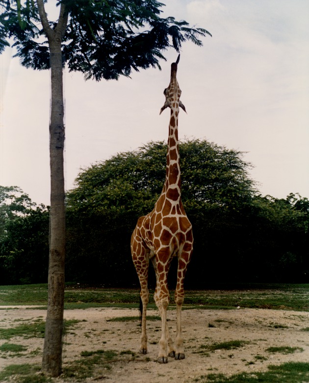 Hungry Reticulated giraffe reaching for leaves in Miami Metrozoo