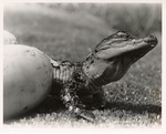 Siamese Crocodile emerging from egg at the Miami Metrozoo