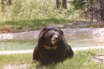 Asiatic black bear at water's edge in Miami Metrozoo