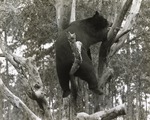 Asiatic black bear reaching across tree limbs at Miami Metrozoo