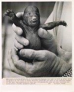 Infant Malayan Sunbear being held shortly after birth at Miami Metrozoo
