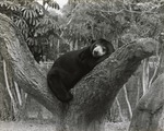 [1980/2000] Malayan Sunbear relaxing atop a tree at Miami Metrozoo