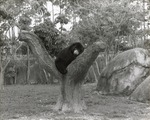 Malayan Sunbear relaxing atop a tree, full view, at Miami Metrozoo