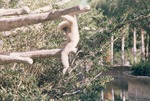 Gibbon, with light colorings,  hanging from tree in habitat at Miami Metrozoo