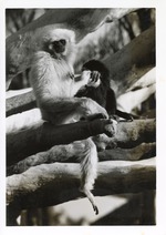 [1980/2000] Two gibbons perched on branches in habitat at Miami Metrozoo