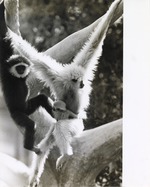 [1980/2000] Two adult and one infant gibbon hang from branches at Miami Metrozoo