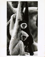 [1980/2000] Two gibbons hanging closely at the Miami Metrozoo