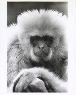 Close up of an adult Gibbon at Miami Metrozoo
