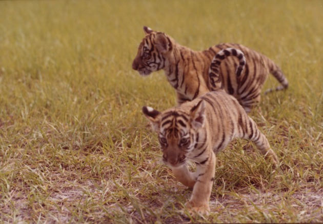 Two Bengal tiger clubs, Khan and Bali, playing in habitat at Miami Metrozoo