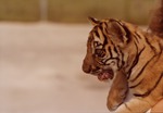 Bengal tiger cub being carried by zoo staff at Miami Metrozoo