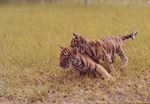 [1980/2000] Two Bengal tiger cubs Khan and Bali roughhousing in habitat at Miami Metrozoo