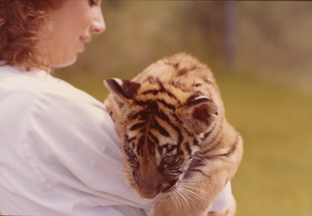 Bengal tiger cub overlooking zookeeper's shoulder at Miami Metrozoo