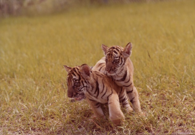 Bengal tiger cubs Khan and Bali playing together in habitat at Miami Metrozoo