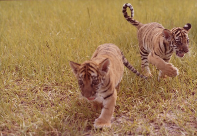 Bengal tiger cubs, Khan and Bali, running in field of habitat at Miami Metrozoo