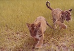 Bengal tiger cubs, Khan and Bali, running in field of habitat at Miami Metrozoo