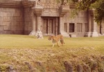 Bengal tiger walking in front of habitat temple at Miami Metrozoo