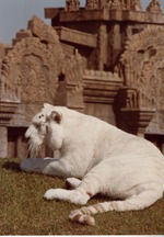 White Bengal tiger with orange markings reclining on temple habitat hill Miami Metrozoo