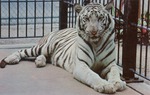 White Bengal tiger, Princess, blue eyed white tiger in cage