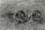 Young Bengal tiger cubs Bali and Khan crawling through the grass at Miami Metrozoo