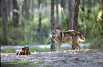 Chinese golden wolf and pups on hillside at Miami Metrozoo