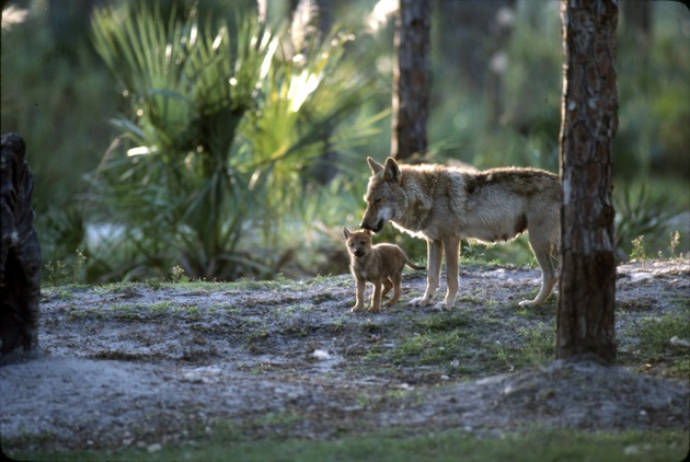 Chinese golden wolf and young pup standing together at Miami Metrozoo