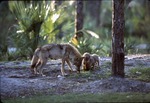 Chinese golden wolf and two pups snuffling at the ground at Miami Metrozoo habitat