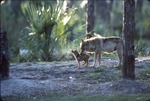 Chinese golden wolf pup reaching to its mother in their habitat at Miami Metrozoo