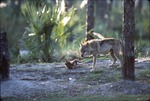Rolling Chinese golden wolf cub and mother in habitat at Miami Metrozoo