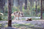Chinese golden wolf father and two pups in the habitat at Miami Metrozoo