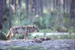 Chinese golden wolf mother with three reclining pups at Miami Metrozoo