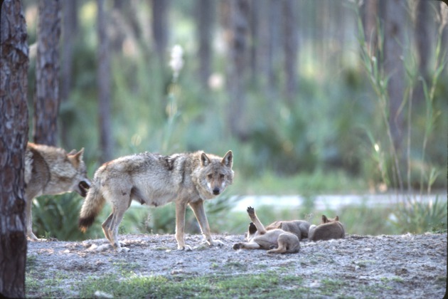 Chinese golden wolf parents and pups one who is reaching up at Miami Metrozoo