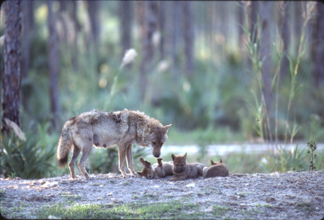 Chinese golden wolf mother looking down and three of her pups at Miami Metrozoo