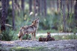 Howling mother Chinese golden wolf and three pups at Miami Metrozoo