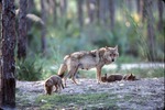 Two sleeping Chinese golden wolf pups with mother and curious sibling at Miami Metrozoo