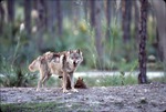 Father Chinese golden wolf guarding two of his pups at Miami Metrozoo