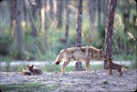[1980/2000] Mother Chinese golden wolf nosing at one of her pups while the other two rest at Miami Metrozoo