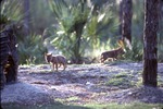 Two Chinese golden wolf pups exploring their surroundings at Miami Metrozoo