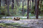 Three Chinese golden wolf pups cuddling together in their habitat at Miami Metrozoo
