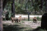 Chinese golden wolf pups venturing out in their habitat at Miami Metrozoo