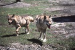 Male and female Chinese golden wolves running together in their habitat at Miami Metrozoo