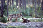 Mother Chinese golden wolf and excitable pups at Miami Metrozoo