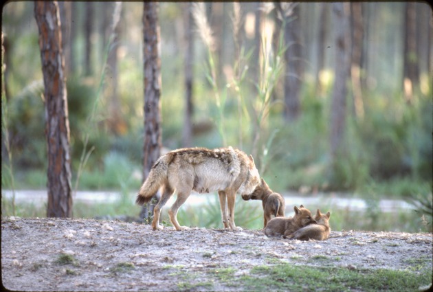 Two Chinese golden wolf pups play while littermate noses at their mother at Metrozoo