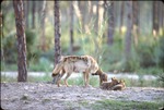 [1980/2000] Two Chinese golden wolf pups play while littermate noses at their mother at Metrozoo