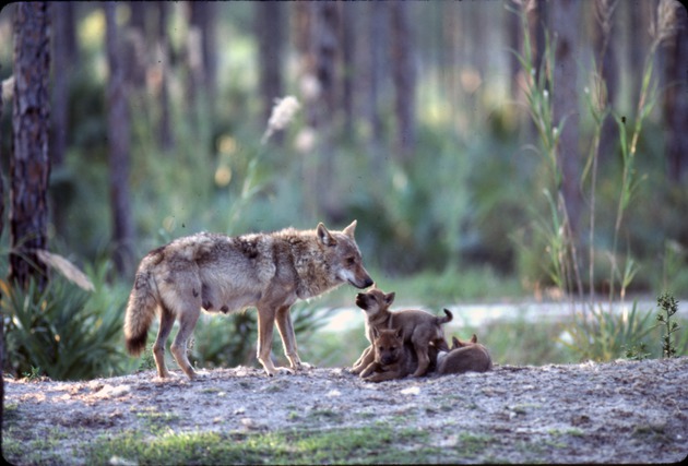 Mother Chinese golden wolf with three pups vying for attention at Miami Metrozoo