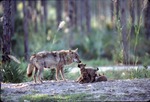 [1980/2000] Mother Chinese golden wolf with three pups vying for attention at Miami Metrozoo