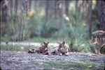 Resting Chinese golden wolf mother with pups while father walks away at Miami Metrozoo