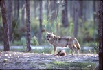 [1980/2000] Mother Chinese golden wolf standing above sleeping pup at Miami Metrozoo